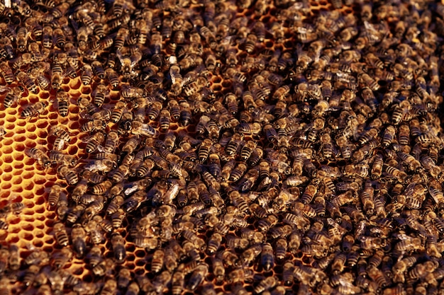 Abeilles sur nid d'abeille dans le rucher