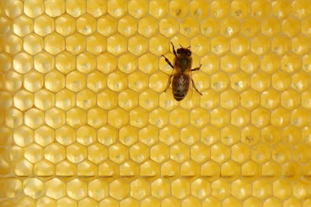 Abeilles sur un nid d'abeille