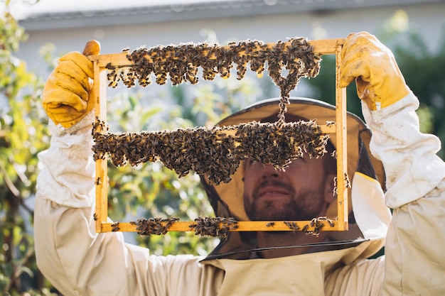 Abeilles et nid d'abeilles bio avec de la gelée royale Homme apiculteur tenant un cadre en bois avec des cellules royales en nid d'abeilles avec du lait royal d'abeilles