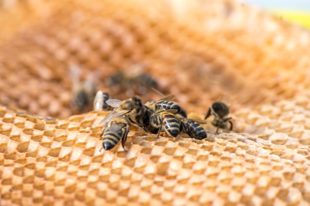 Abeilles sur nid d'abeilles dans le rucher tourné avec flou concept de ruche d'abeilles