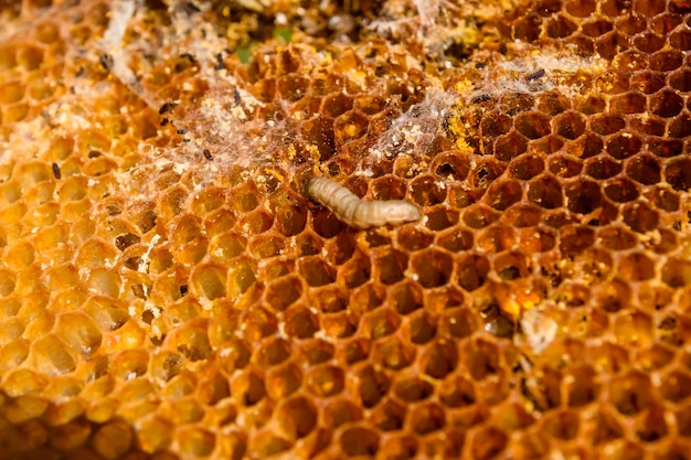 Abeilles sur le nid d'apiculture concept libre