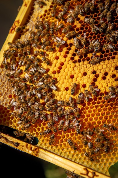 Abeilles sur des nids d'abeilles avec du miel en gros plan Une famille d'abeilles faisant du miel sur une grille en nid d'abeilles dans un rucher