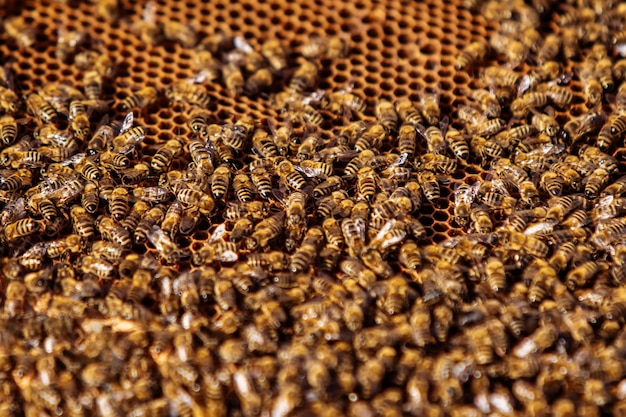 Abeilles ouvrières sur nid d'abeilles Cadres d'une ruche Apiculture