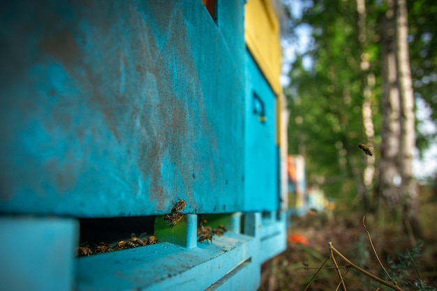 Les abeilles ouvrières volent vers la ruche après avoir collecté du pollen de fleurs dans les champs pour faire du miel Abeilles dans le rucher