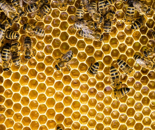 Abeilles sur panneau en nid d'abeille