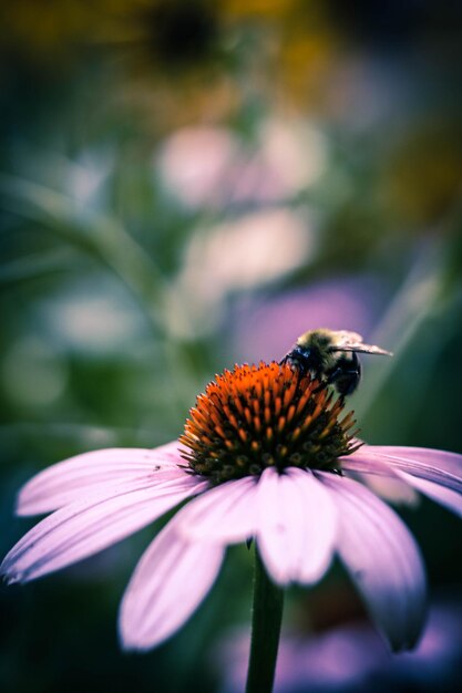 Les abeilles pollinisent une conifère violette à l'extérieur