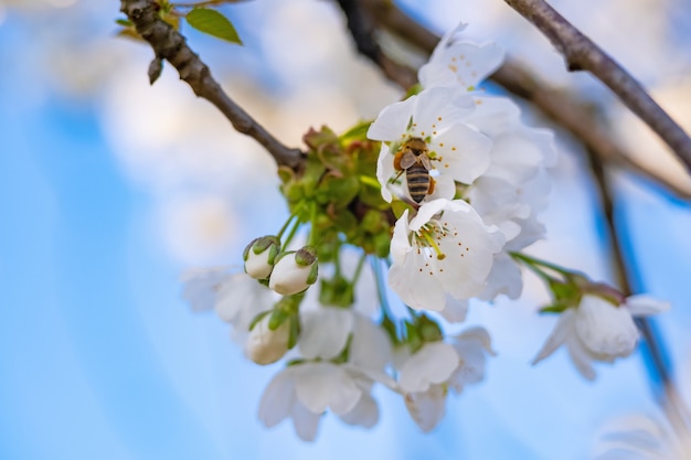 Les abeilles pollinisent la fleur de pommier dans le jardin au printemps.