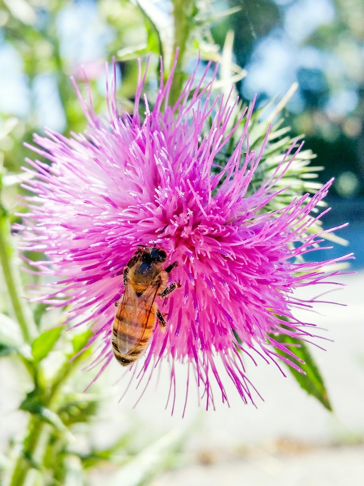 Photo les abeilles pollinisent une fleur rose.