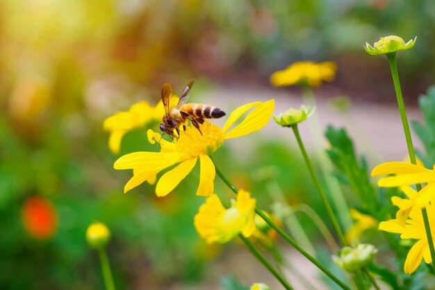 Les abeilles pollinisent les fleurs jaunes