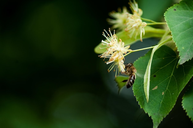 les abeilles pollinisent les fleurs de tilleul