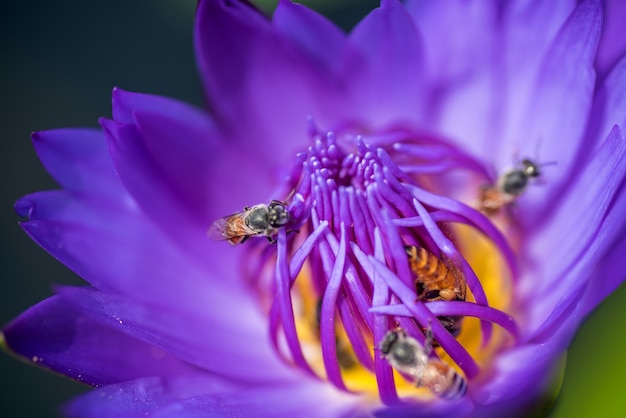 Les abeilles prennent le nectar du magnifique nénuphar violet ou de la fleur de lotus.