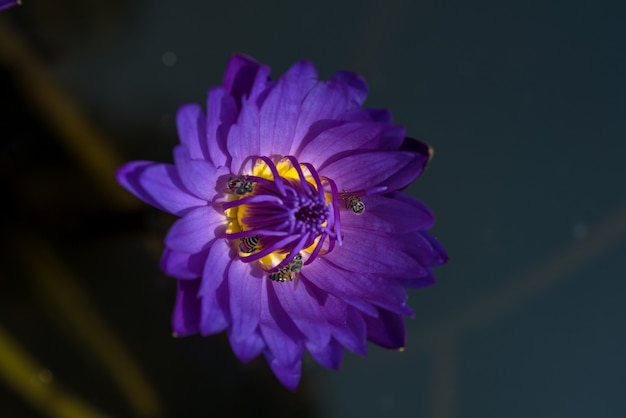 Les abeilles prennent le nectar du magnifique nénuphar violet ou de la fleur de lotus.
