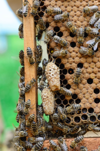 Les abeilles prêtent attention à la larve en développement de la reine des abeilles