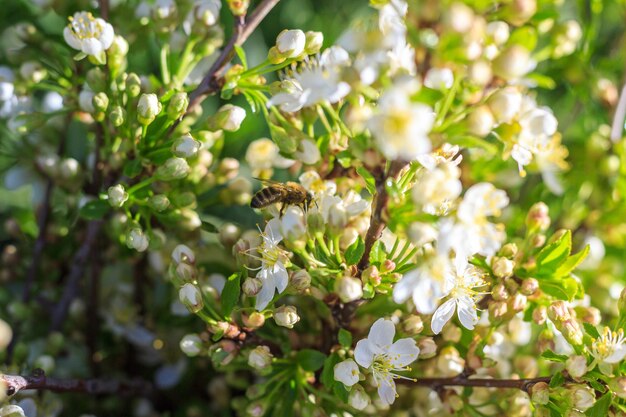 Les abeilles printanières recueillent le nectar des fleurs blanches d'un cerisier en fleurs