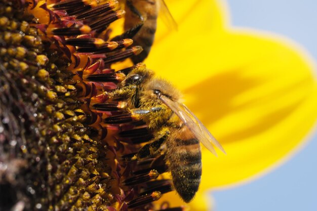 Les abeilles récoltent le nectar