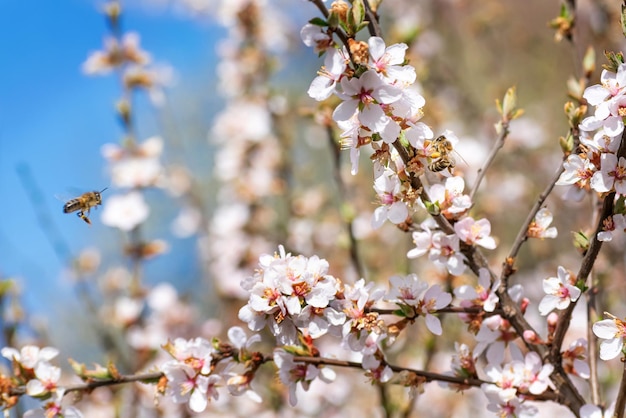 Les abeilles récoltent le pollen des fleurs de cerisier