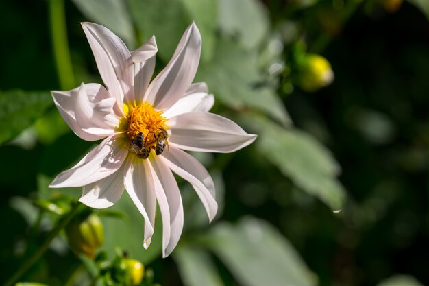 Les abeilles recueillent le pollen de la fleur de cosmos blanc avec la lumière du coucher du soleil.