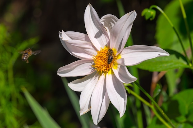 Les abeilles recueillent le pollen de la fleur de cosmos blanc avec la lumière du coucher du soleil.