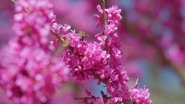 Les abeilles recueillent le pollen sur la floraison rose de l'arbre de Judas. Le cercis est un arbre ou un arbuste de près.