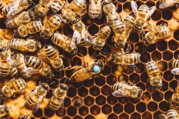 Abeilles et reine des abeilles sur nid d'abeille dans la ruche