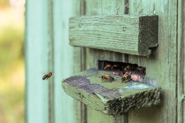 Les abeilles; ruche; apiculture; production de miel; concept de rucher à la maison. Stock photo