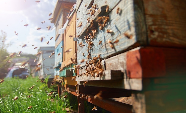 Photo abeilles sur une ruche en bois