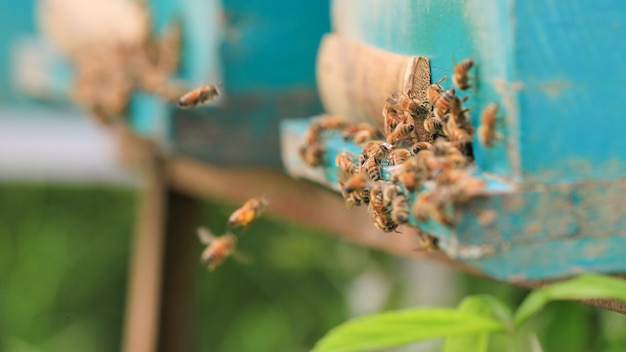 abeilles sur ruche à l'extérieur