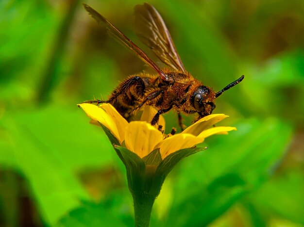 Les abeilles sucent le miel de fleur de wedelia