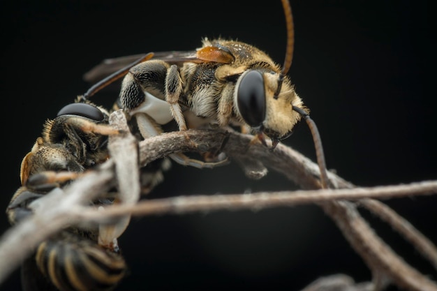 Abeilles en sueur perchées sur les branches