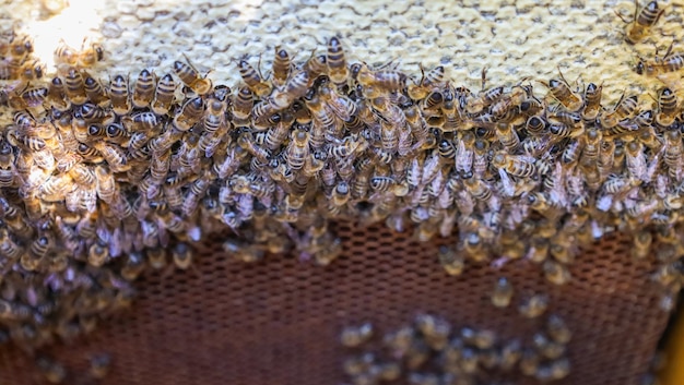 Les abeilles transportent du miel dans une cellule et le scellent avec un chiffon