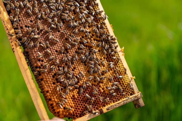 Abeilles de travail sur les cellules de miel Châssis recouvert d'abeilles Vue rapprochée Fond d'herbe verte