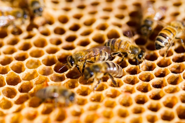 Abeilles travaillant sur nid d'abeilles.