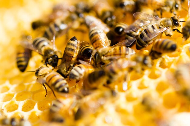 Abeilles travaillant sur nid d'abeilles.