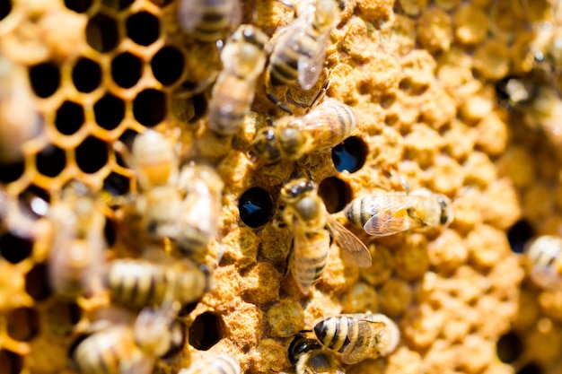 Abeilles travaillant sur nid d'abeilles.