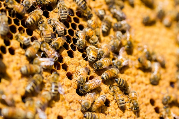 Abeilles travaillant sur nid d'abeilles.