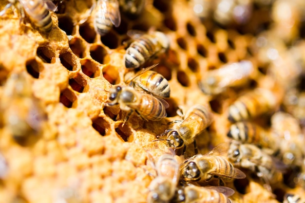 Abeilles travaillant sur nid d'abeilles.