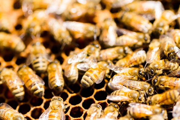 Abeilles travaillant sur nid d'abeilles.