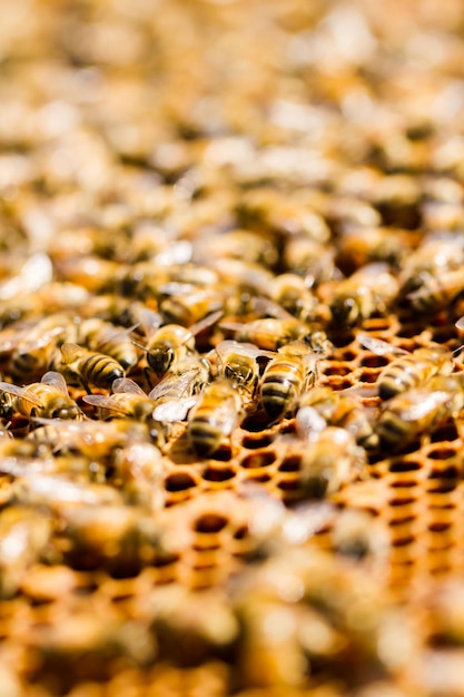 Photo abeilles travaillant sur nid d'abeilles.