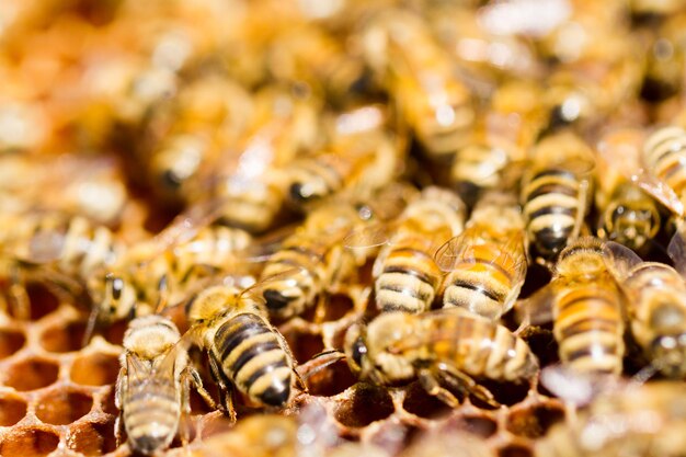 Abeilles travaillant sur nid d'abeilles.