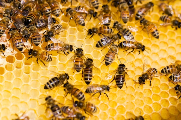 Abeilles travaillant sur nid d'abeilles.