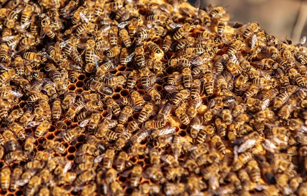 Les abeilles travaillent sur le nid d'abeilles Apiculture Abeilles sur le nid d'abeilles