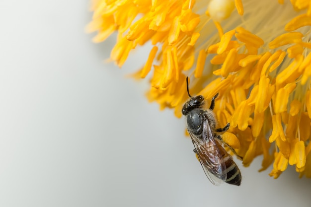 Les abeilles trouvent de la nourriture sur les fleurs