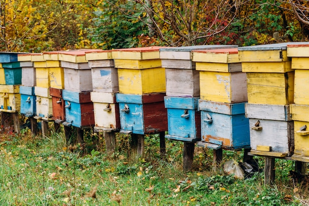 Abeilles volant près de la ferme de la ruche travaillant sur les abeilles