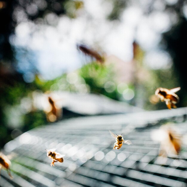 Photo les abeilles volent au-dessus du métal.