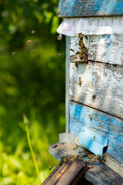 Les abeilles volent dans l'entrée de la ruche. Abeilles volant autour de la ruche. Notion d'apiculture. Espace de copie. Mise au point sélective