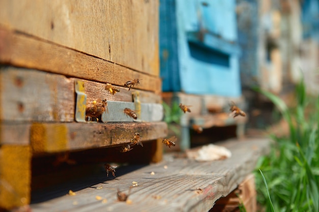 Les abeilles volent près de la ruche