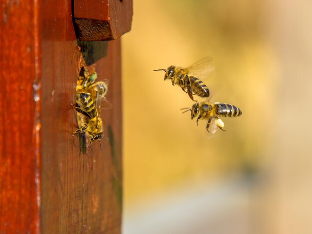 Photo les abeilles volent vers l'entrée d'une colonie de ruches