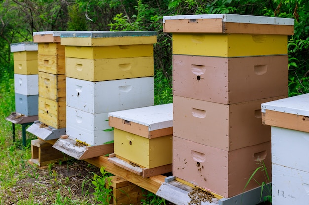 Abeilles, voler, ruche, ferme, fonctionnement, abeilles