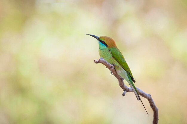 L'abeilleur vert Merops orientalis parfois petit abeilleur vert assis sur la branche