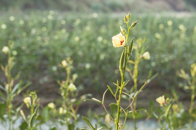 Photo abelmoschus esculentus, okra